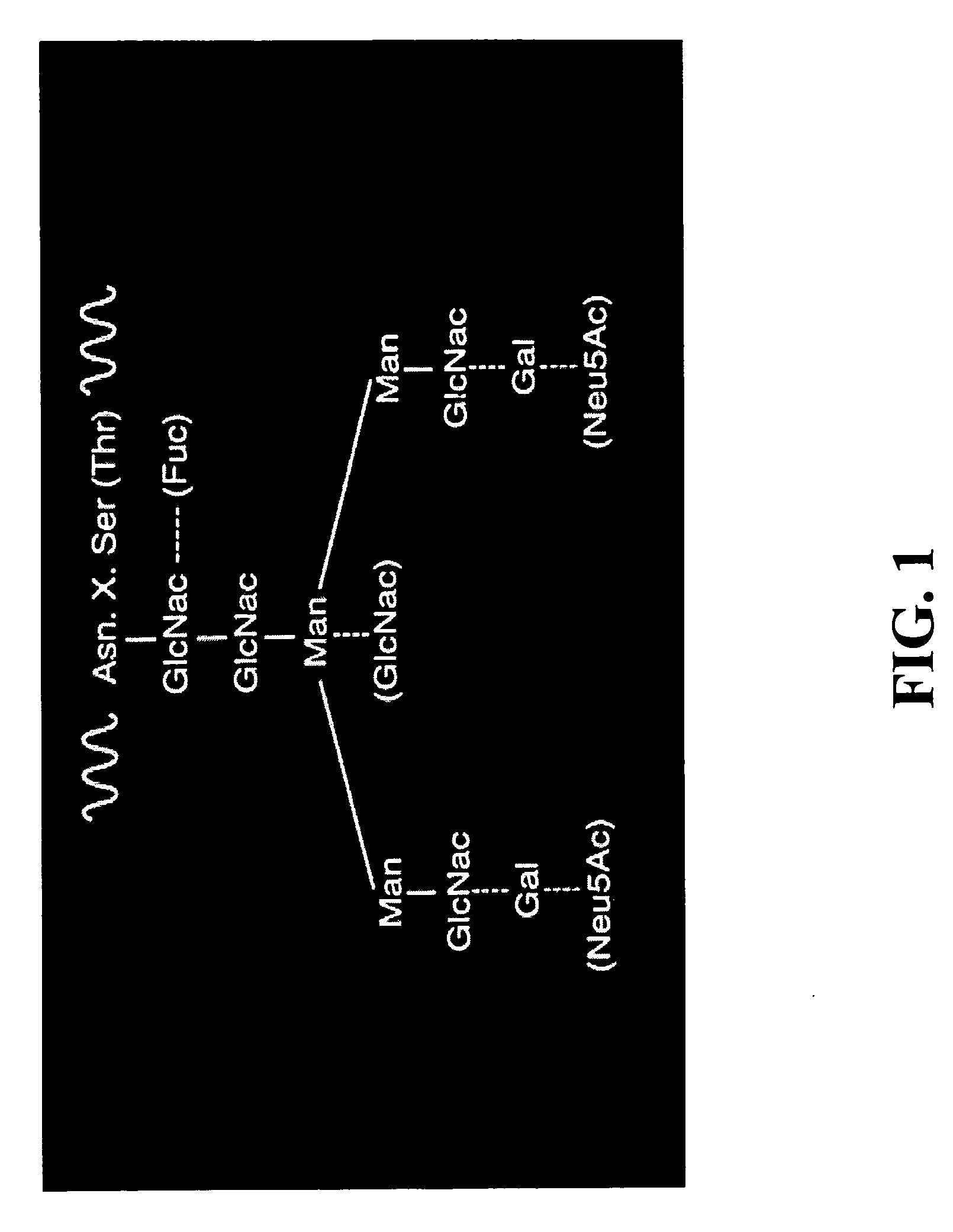 Method of producing antibodies with improved function