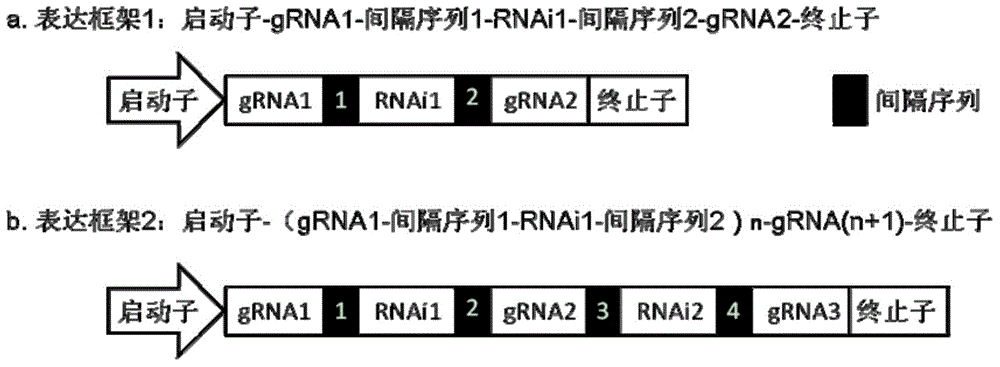 Composite multi-connected gRNA and RNAi expression cassette for vector expression