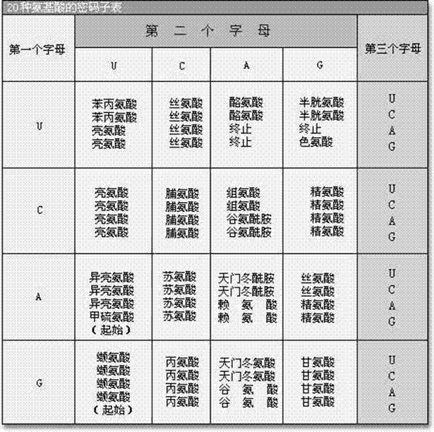 Method for exogenous gene expression optimization in salmonella