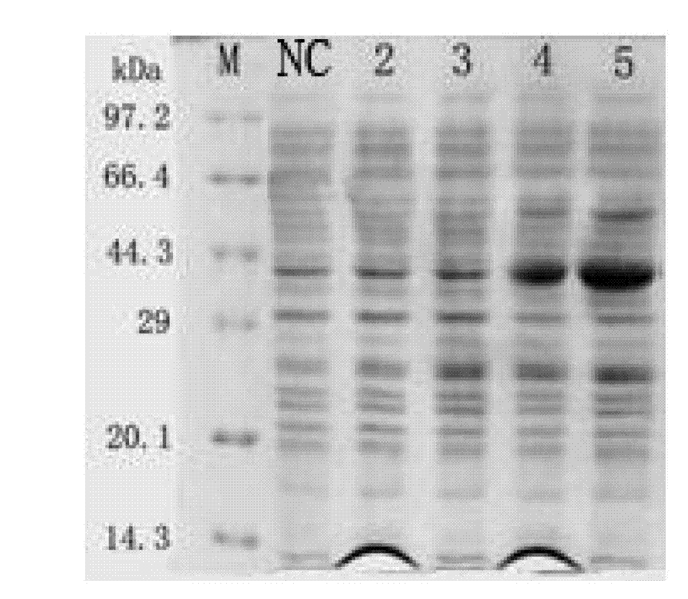 Method for exogenous gene expression optimization in salmonella