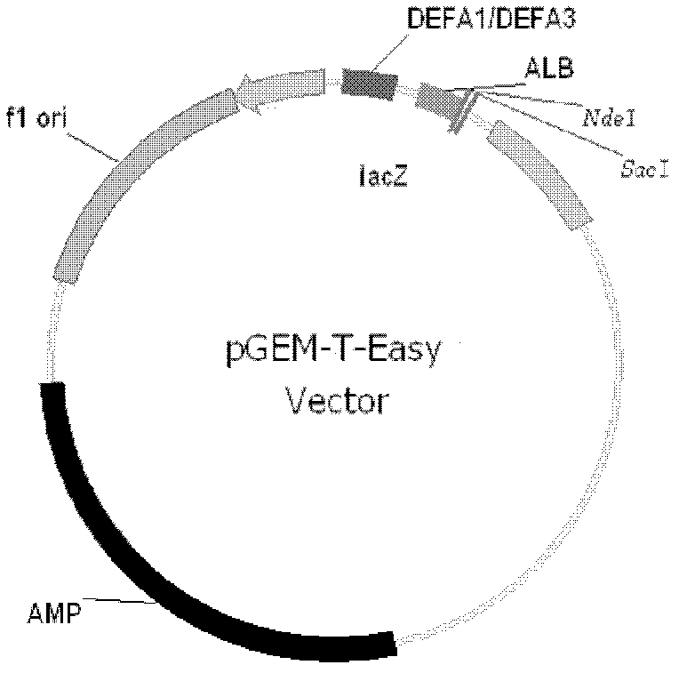 Reagent kit and method for detecting human alpha defensin 1/3 gene copy number