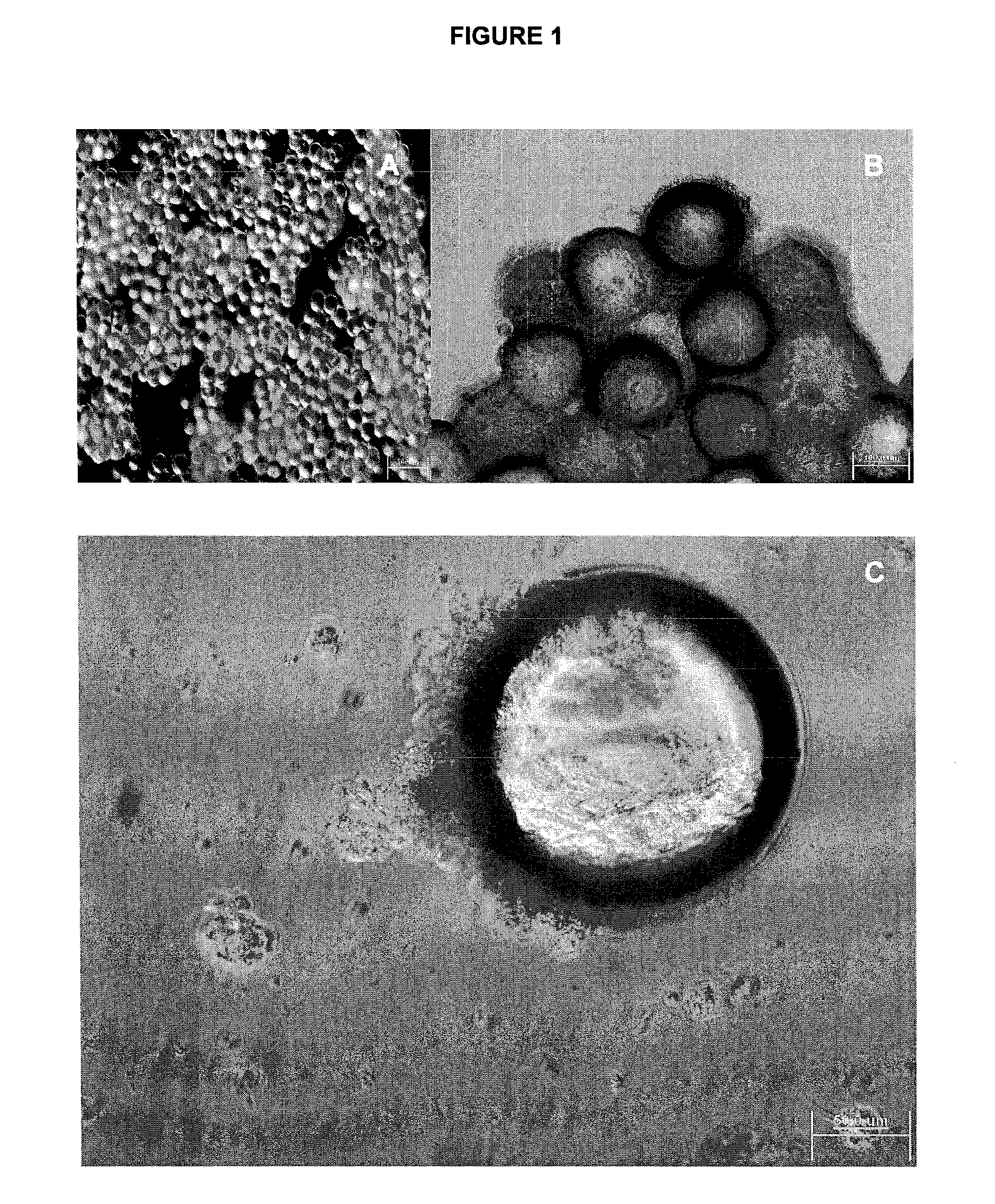 Method for stem cell culture and cells derived therefrom