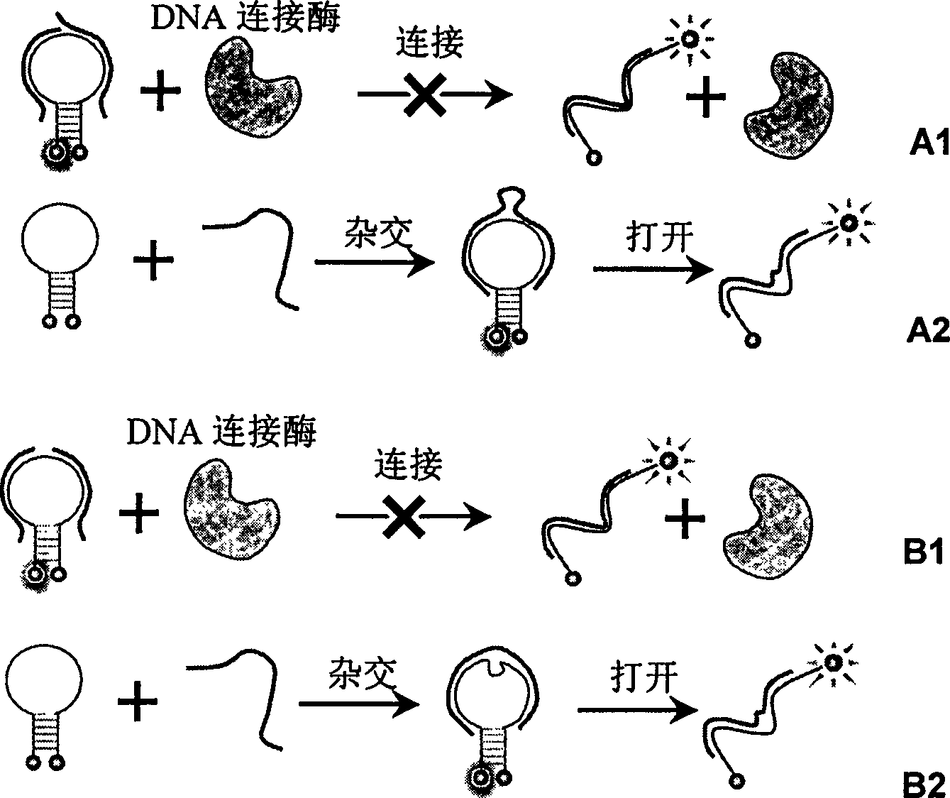 Real time method for detecting nucleic acid ligase reaction and nucleic acid ligase chain reaction