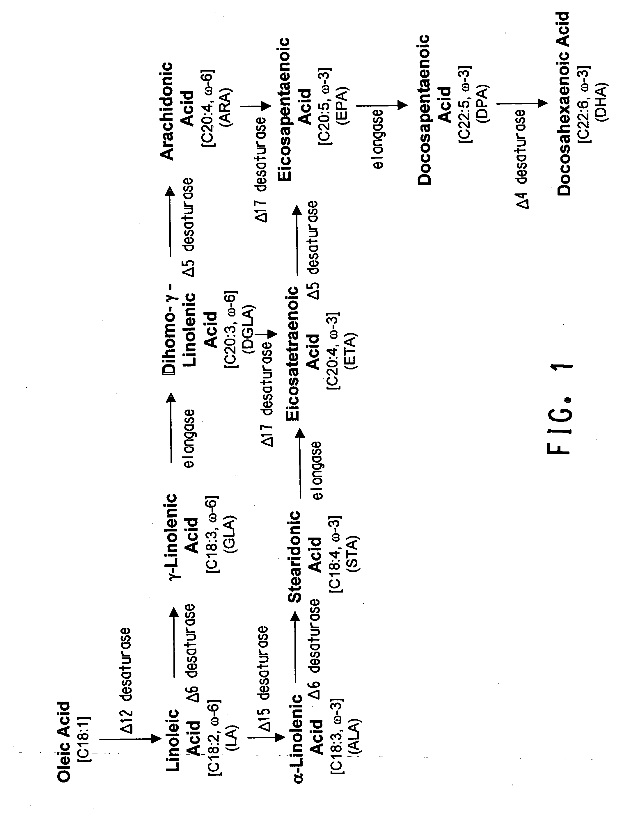 Codon-optimized genes for the production of polyunsaturated fatty acids in oleaginous yeasts