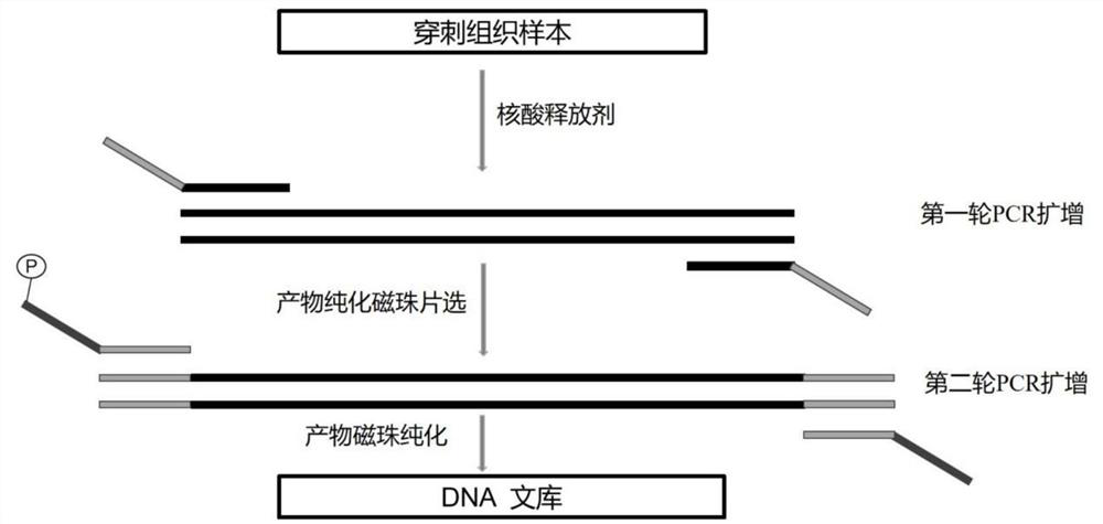 Extraction-free detection kit and detection method for oncogene mutation in human thyroid glands