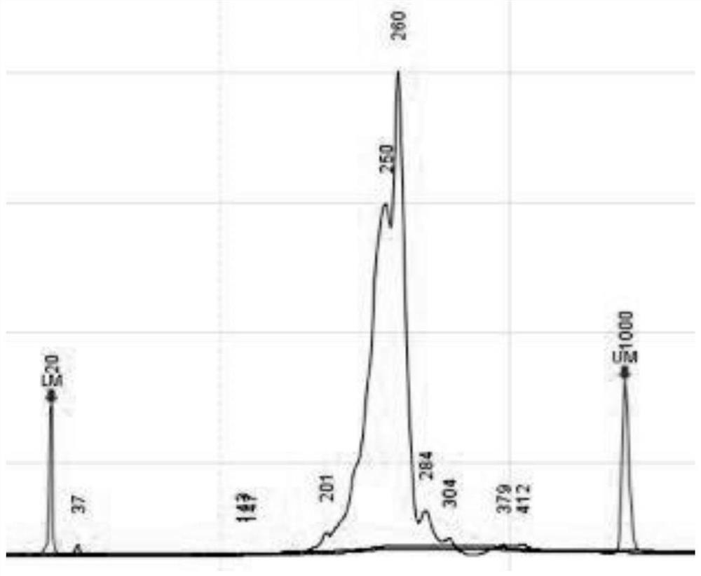 Extraction-free detection kit and detection method for oncogene mutation in human thyroid glands