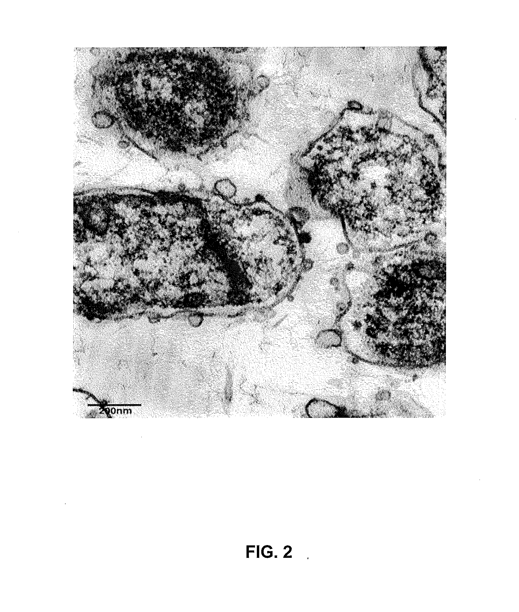 Antimicrobial compositions and methods of use