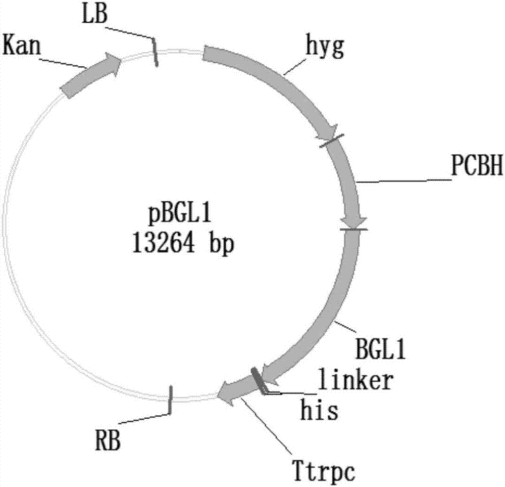 Trichoderma reesei genetically engineered bacterium for producing cellulase in high yield under induction of soluble and non-soluble carbon sources as well as construction method and application