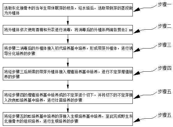 Tissue culture method of wild sambucus williamsii