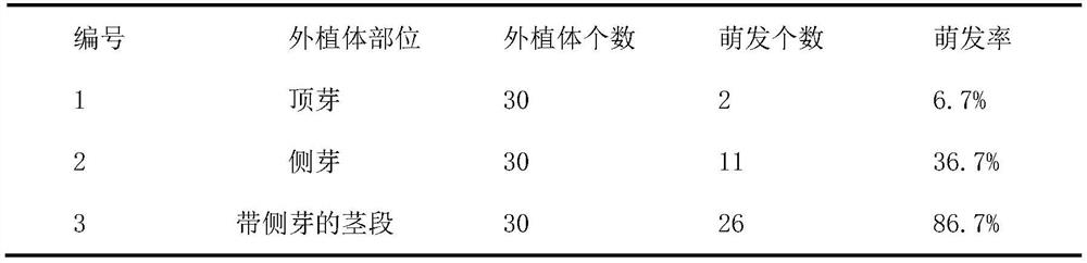 Tissue culture method of wild sambucus williamsii