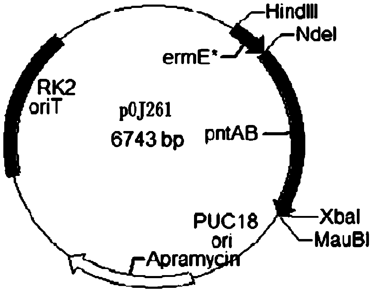 Saccharopolyspora spinosa genome scale metabolic network model and construction method and application thereof