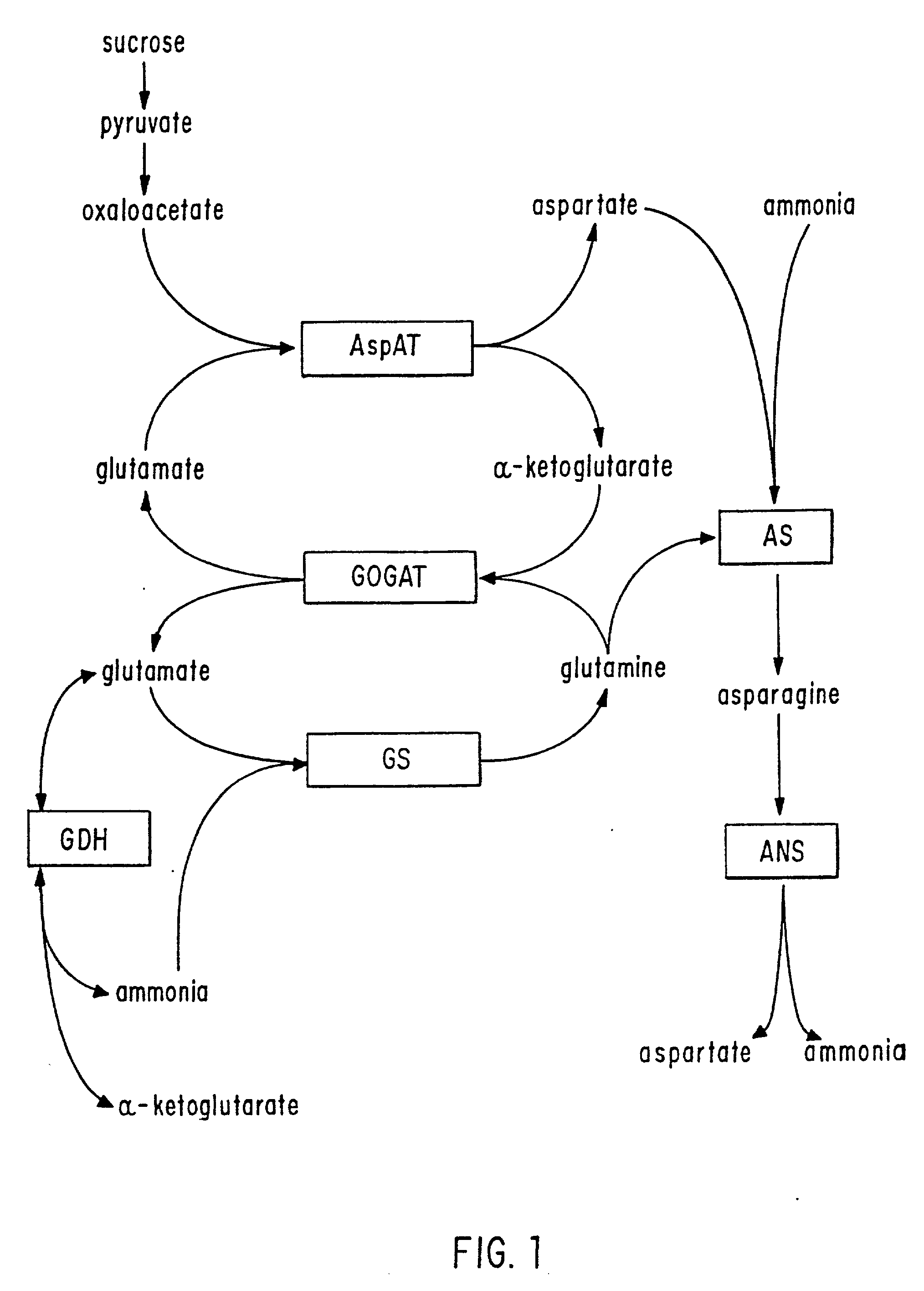 Transgenic plants that exhibit enhanced nitrogen assimilation