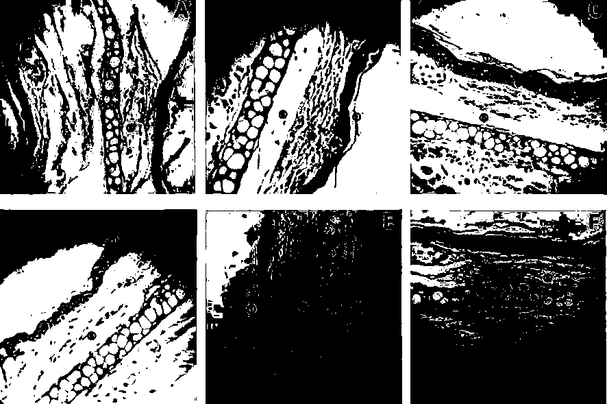 Horse oil cream and preparation method and applications thereof