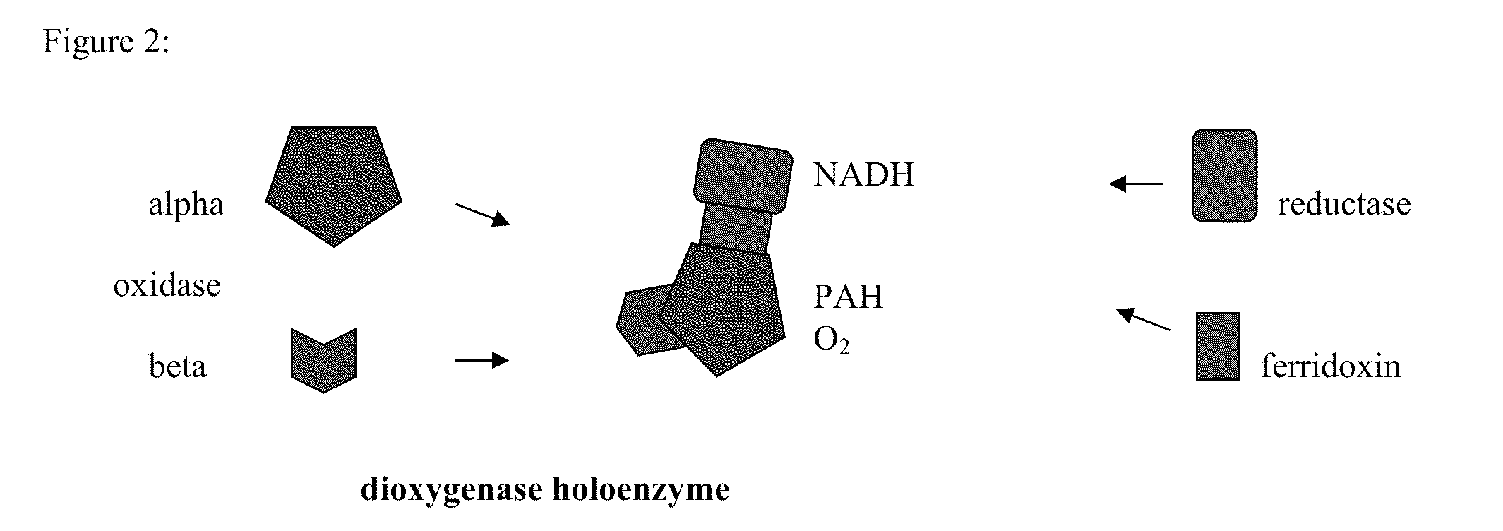 Method of detecting the presence of polycyclic aromatic hydrocarbons