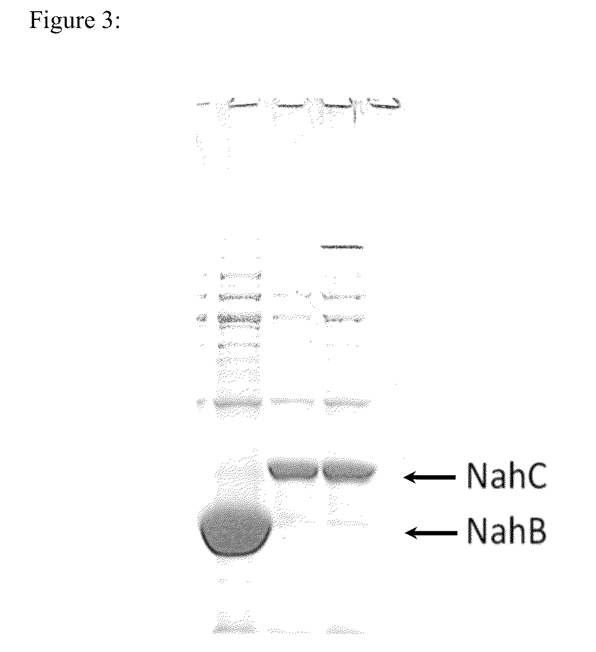 Method of detecting the presence of polycyclic aromatic hydrocarbons