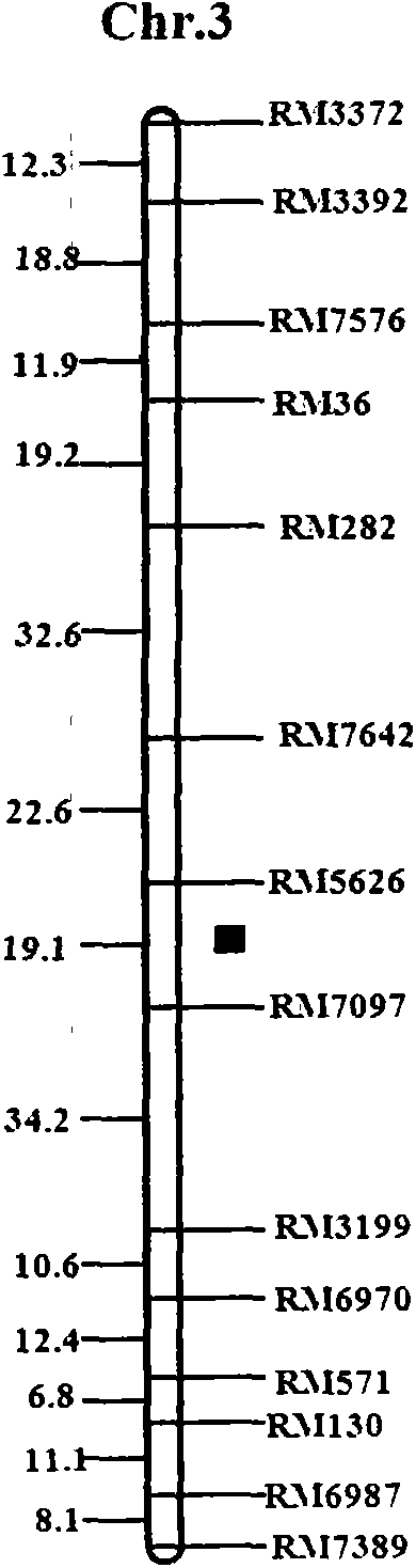 SSR (simple sequence repeat) markers, linked with Aphelenchoides besseyi Christie resistant QTL (quantitative trait locus), on chromosome 3 and application thereof