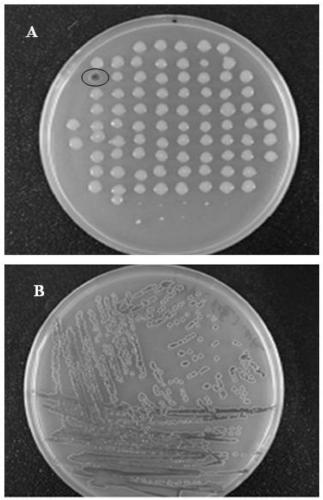 Shewanella loihica genetic engineering strain capable of producing high-yield hemoglobin and construction method of genetic engineering strain