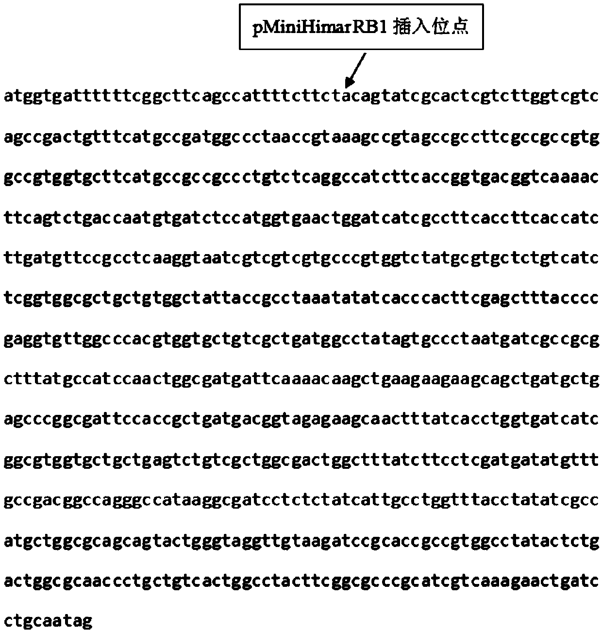 Shewanella loihica genetic engineering strain capable of producing high-yield hemoglobin and construction method of genetic engineering strain