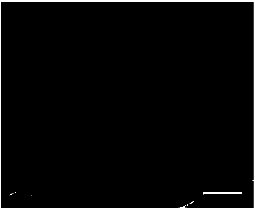 Cell replicated surface and application thereof