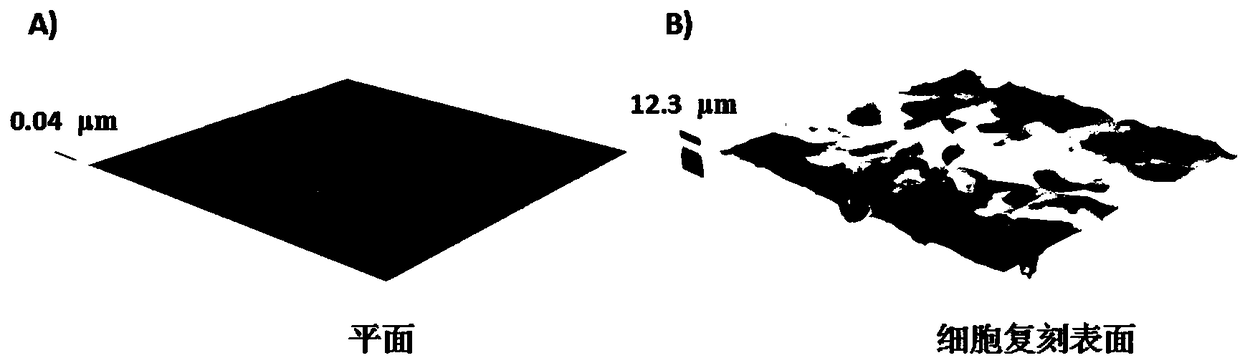 Cell replicated surface and application thereof