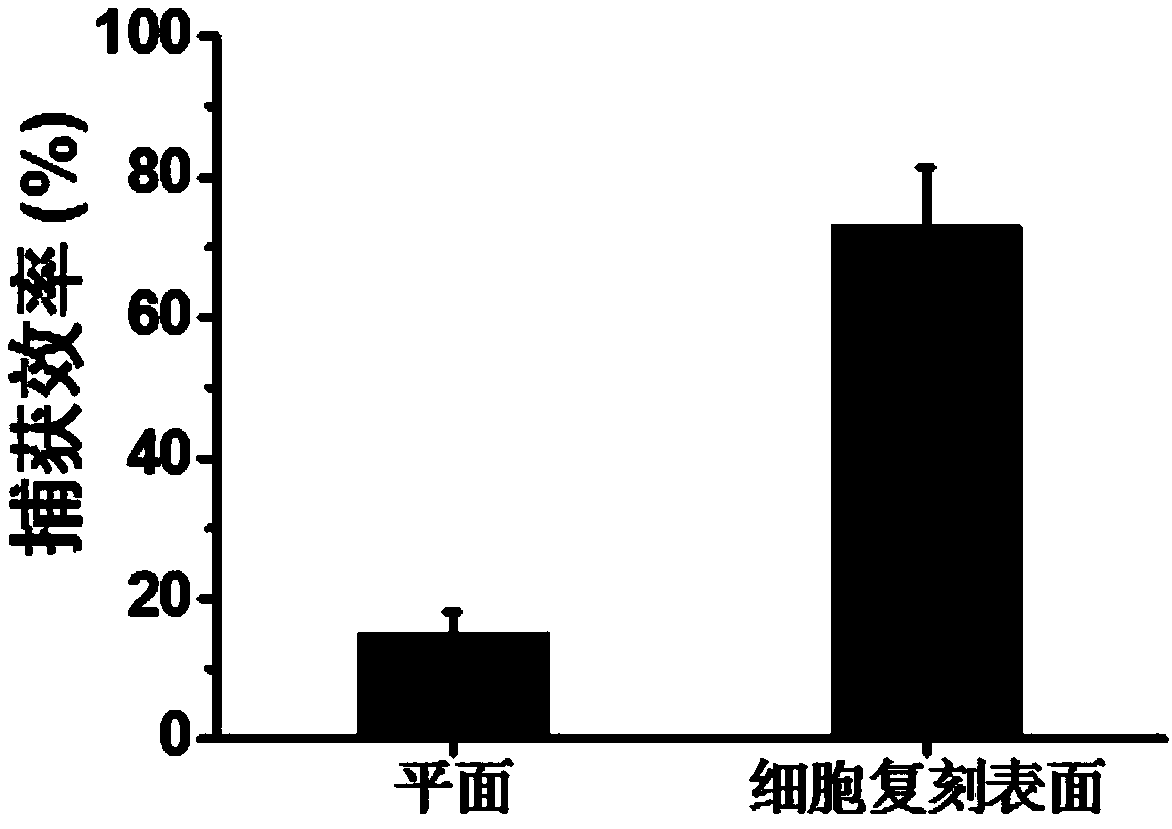 Cell replicated surface and application thereof