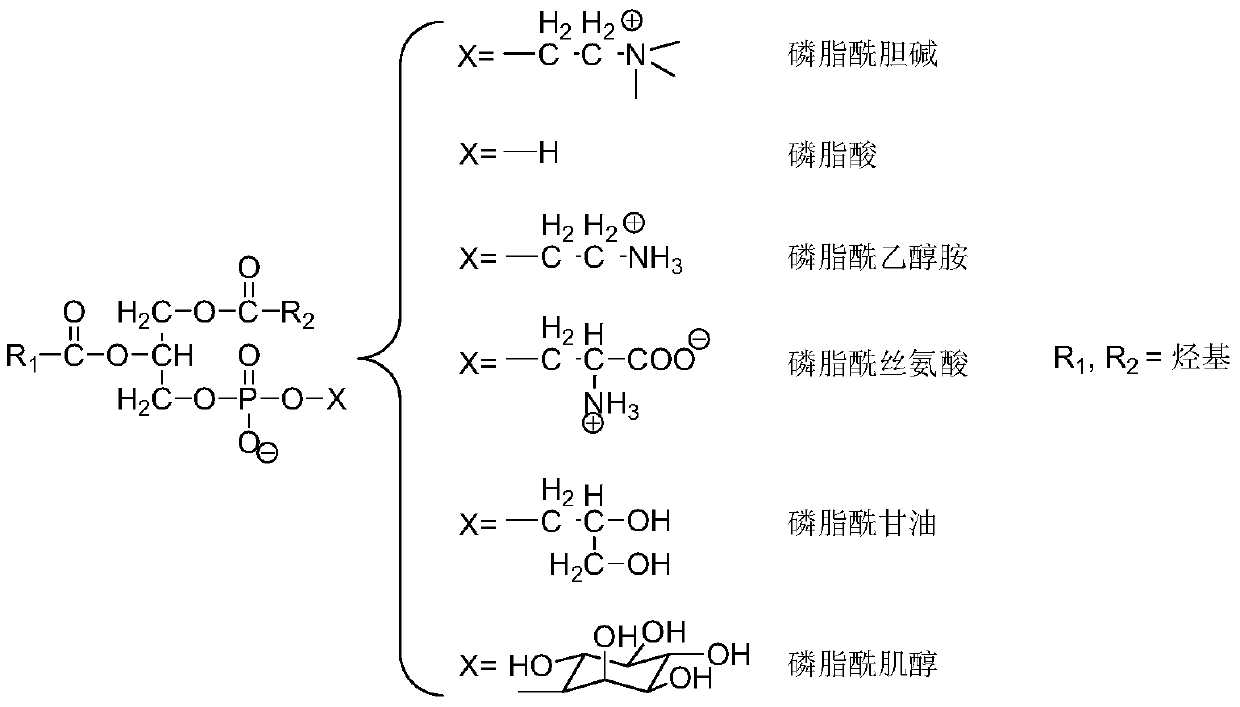 Preparation method of naphthyl sulfonic acid group-modified SBA-15 and application of naphthyl sulfonic acid-modified SBA-15 in synthesis of structural phospholipid rich in unsaturated fatty acids