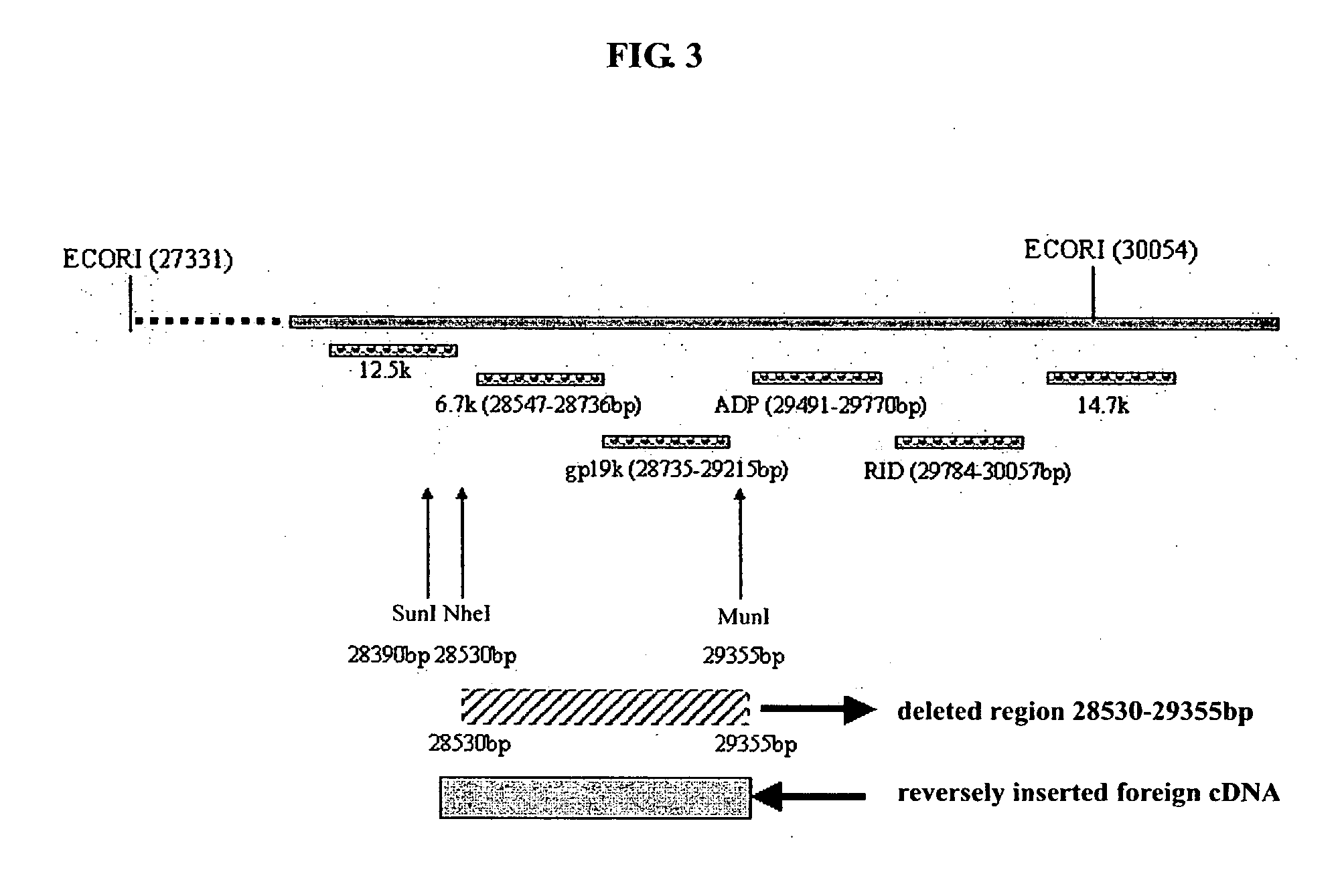 Construct of tumor-selective recombinant adenovirus, method for preparing the same and use thereof