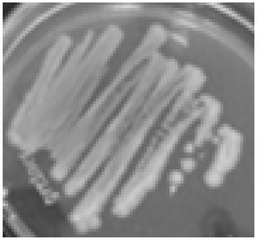 Salt-tolerant saccharomycetes for increasing content of pyrazine compounds in soy sauce and application of salt-tolerant saccharomycetes