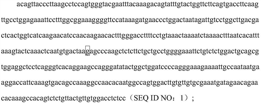 SNP site related to stress resistance of lateolabrax japonicus and application of SNP site