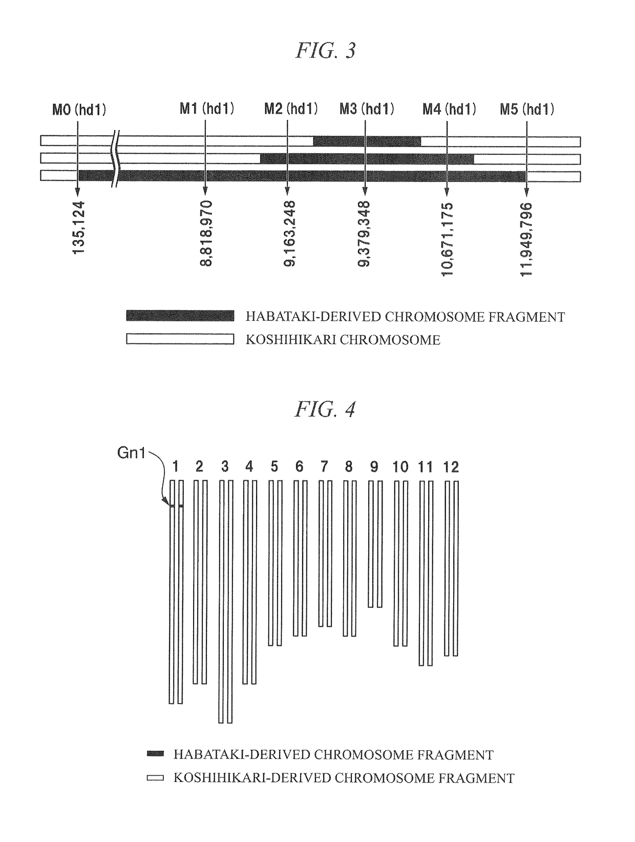 Method for producing rice F1 seed, rice F1 seed, and rice male sterile line