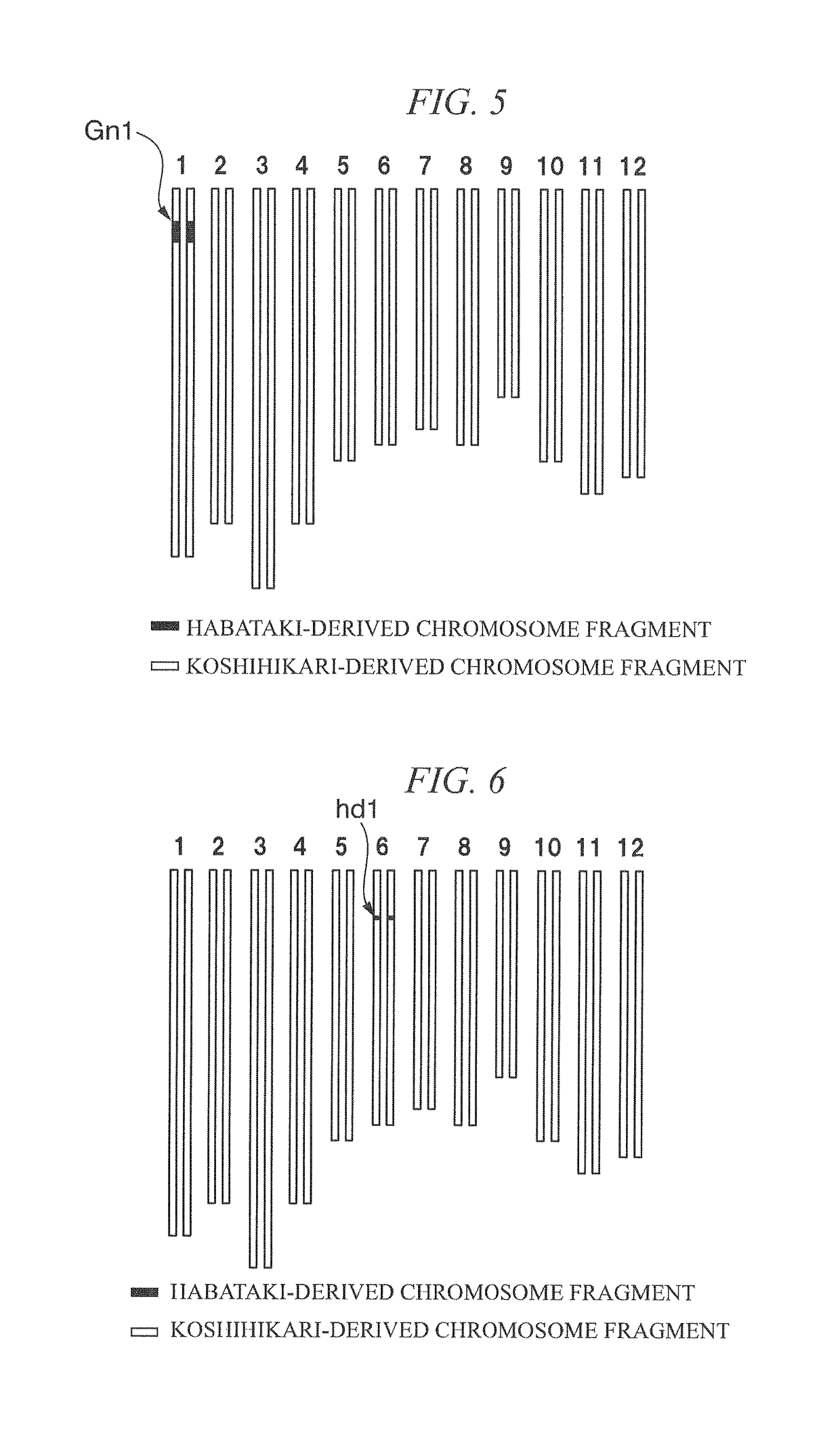 Method for producing rice F1 seed, rice F1 seed, and rice male sterile line