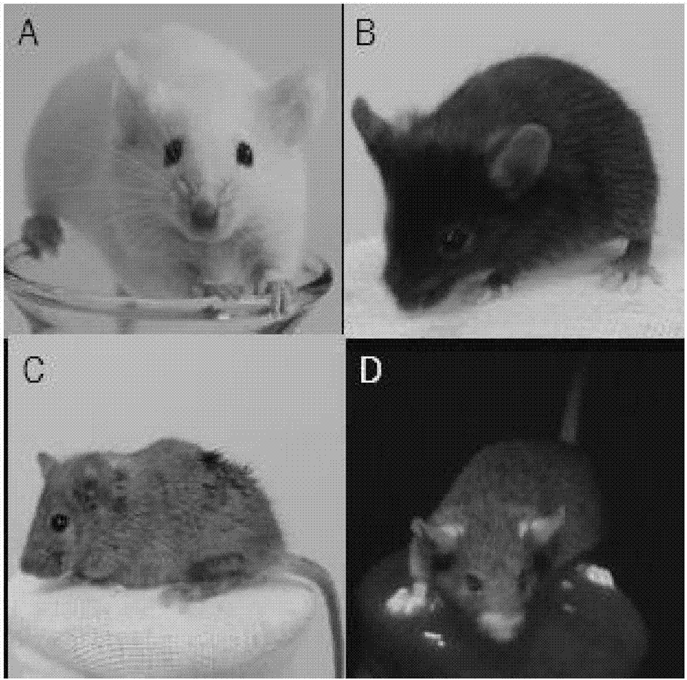 Preparation method of enhanced green fluorescence SCID mice model and model application