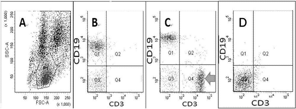 Preparation method of enhanced green fluorescence SCID mice model and model application