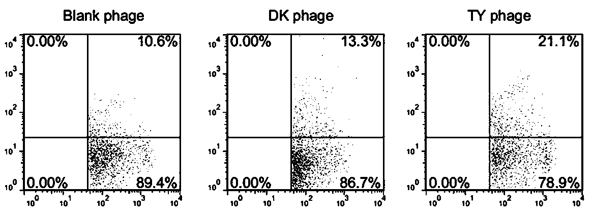 Dendritic cell targeted affinity peptide TY peptide and application thereof