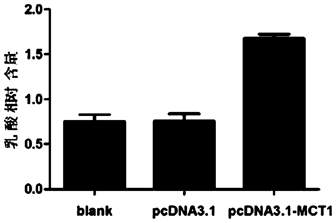 Application of MCT1 inhibitor and pharmaceutical composition containing the MCT1 inhibitor