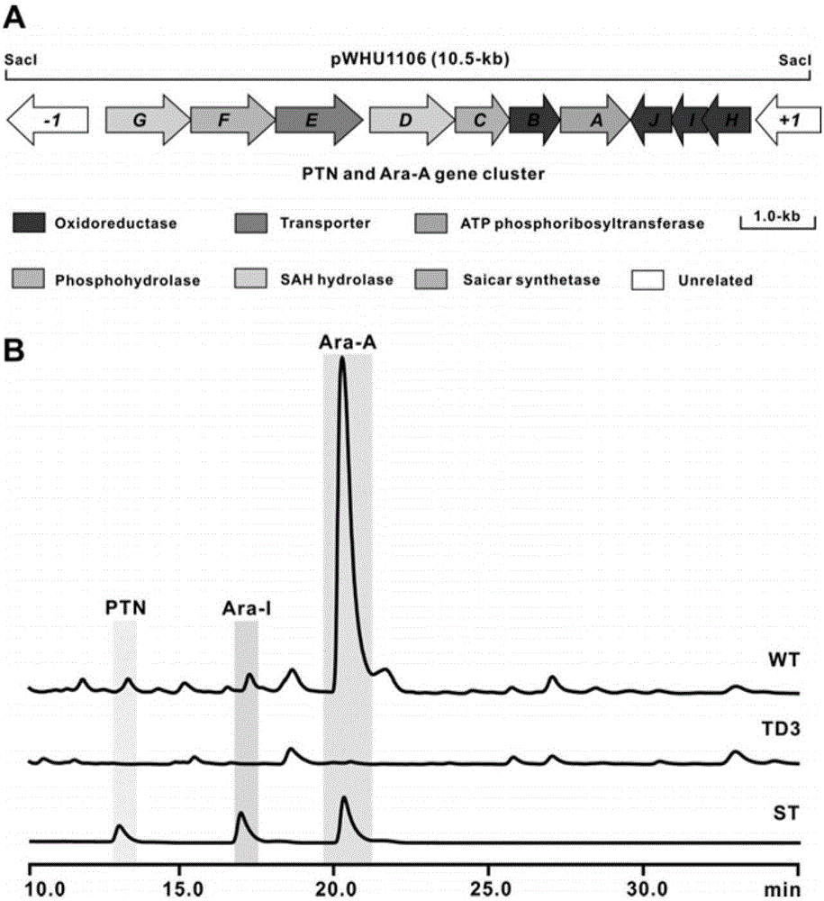 Biosynthetic gene cluster of pentostatin and arabinofuranosyladenine and application of biosynthetic gene cluster