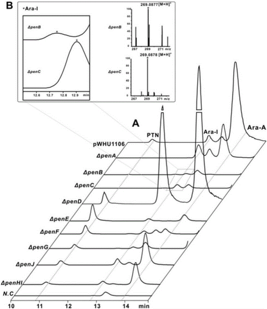 Biosynthetic gene cluster of pentostatin and arabinofuranosyladenine and application of biosynthetic gene cluster