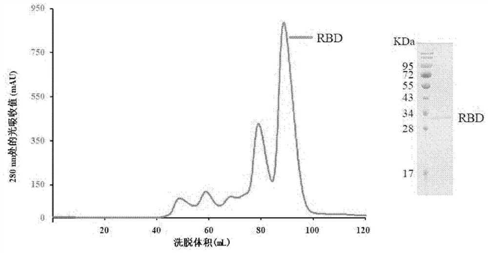 Humanized monoclonal antibody of novel coronavirus and application thereof