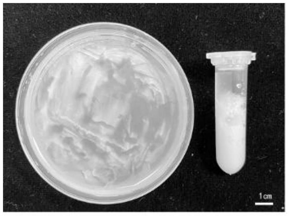 Construction method and application of transgenic plant with interaction of cucumber root system and meloidogyne incognita