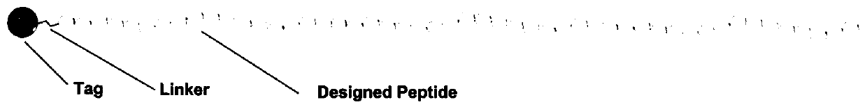 Peptide library construction method and related vectors