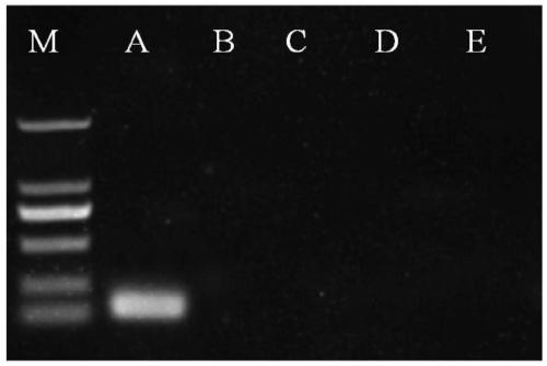 RPA (recombinase polymerase amplification) method for diagnosis and pathogen detection of blood flesh disease of watermelons