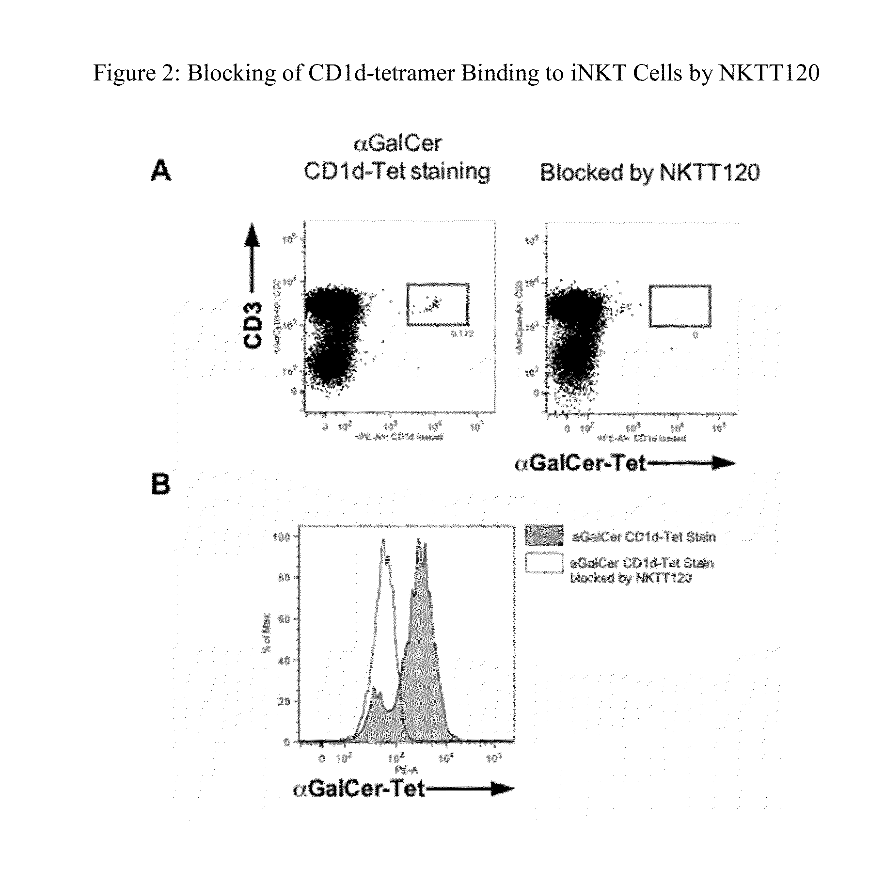 HUMANIZED ANTIBODIES TO iNKT