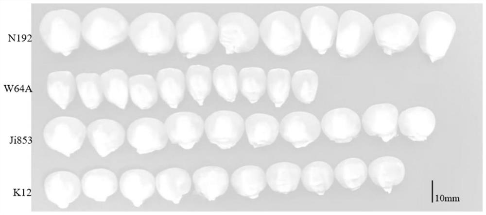 Method for evaluating maximum elongation characteristics of mesocotyl and coleoptile of Zea mays