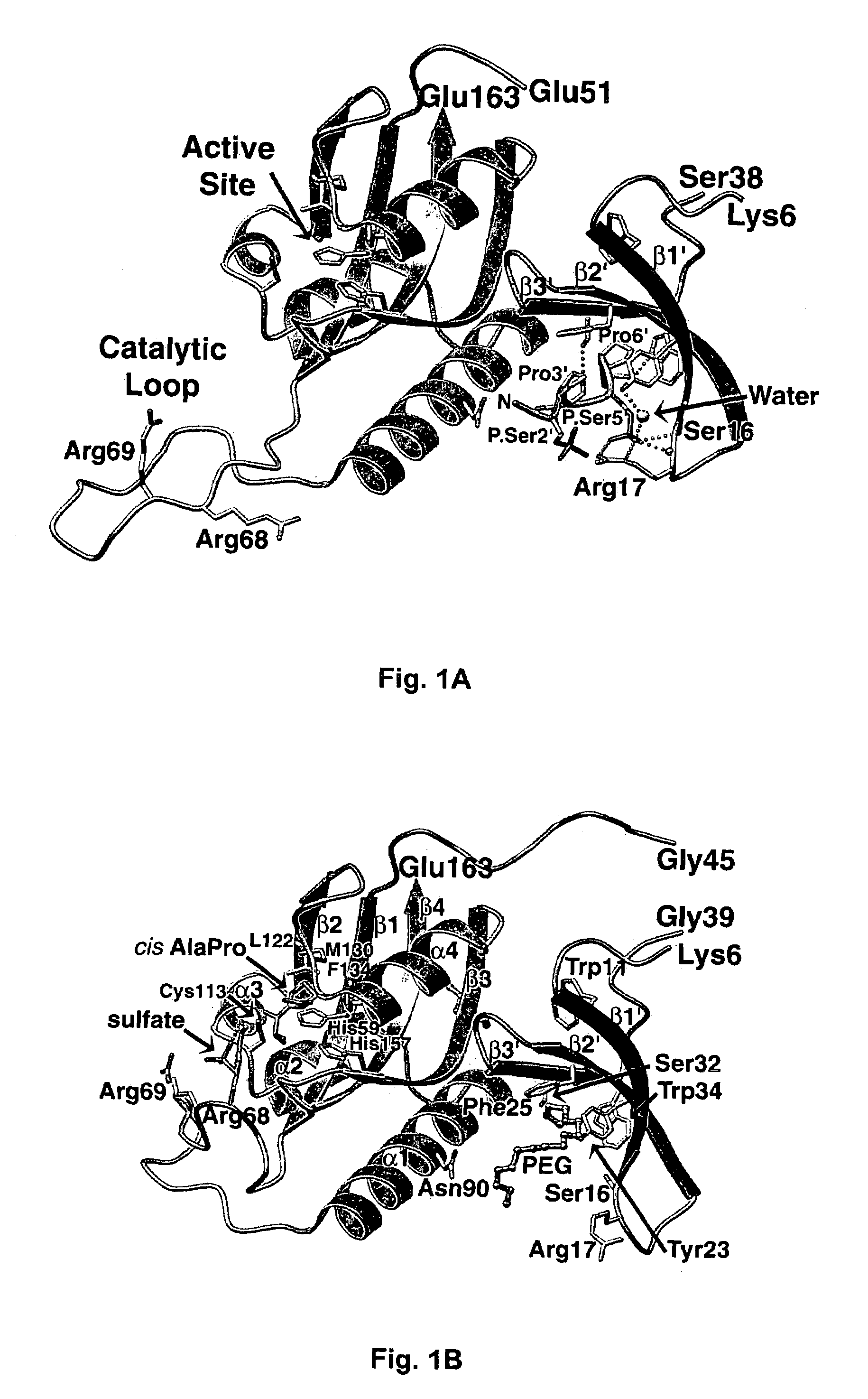 Crystal structure of WW domains and methods of use thereof