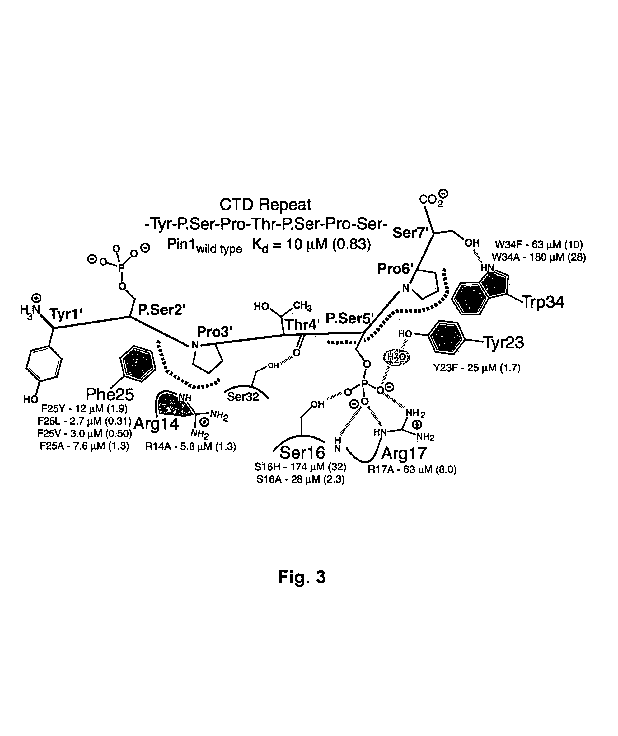 Crystal structure of WW domains and methods of use thereof