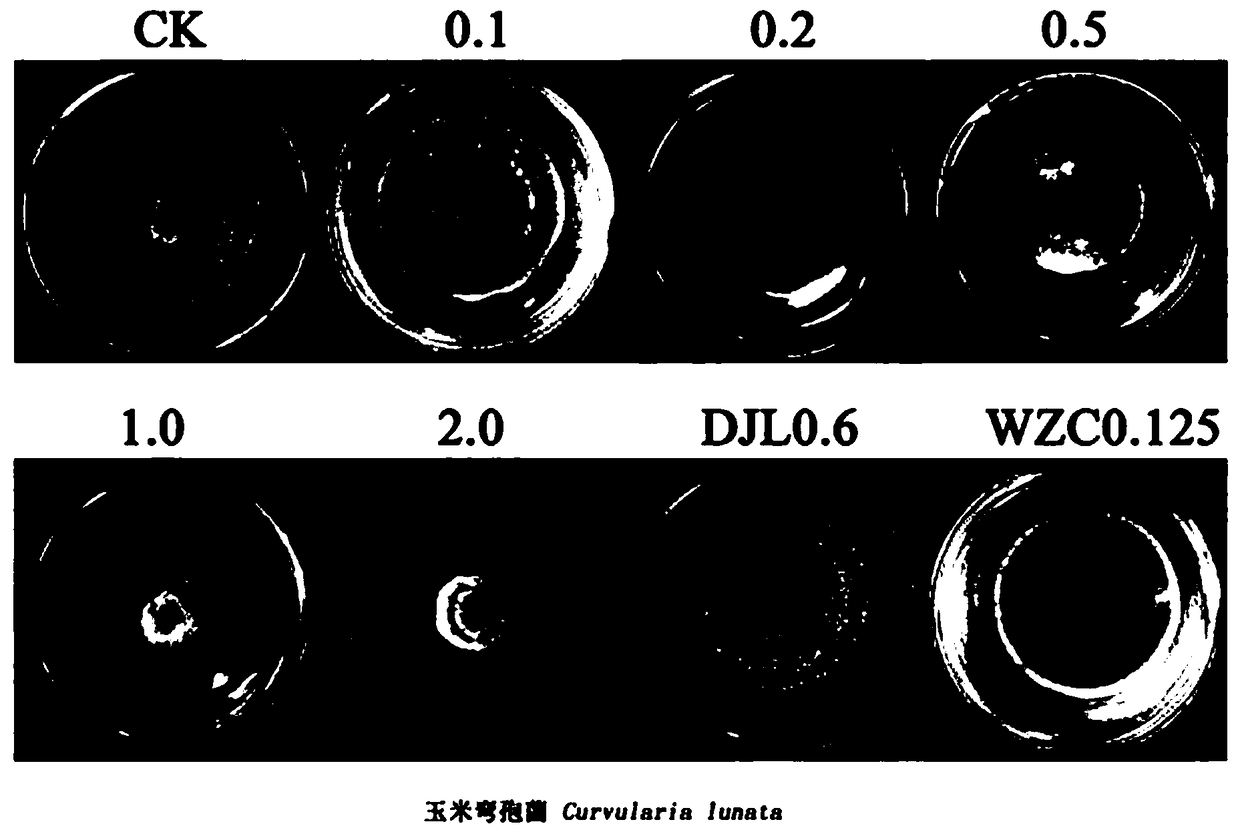 Application of voriconazole to preparation of bactericide for controlling phytopathogens