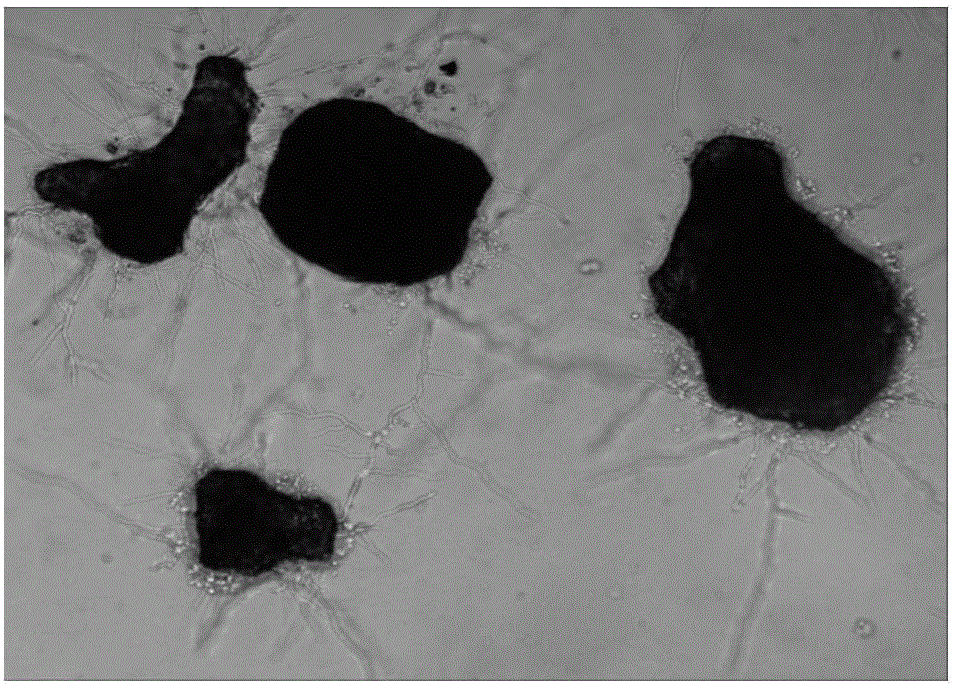 Culture method and application of isaria microsclerotia