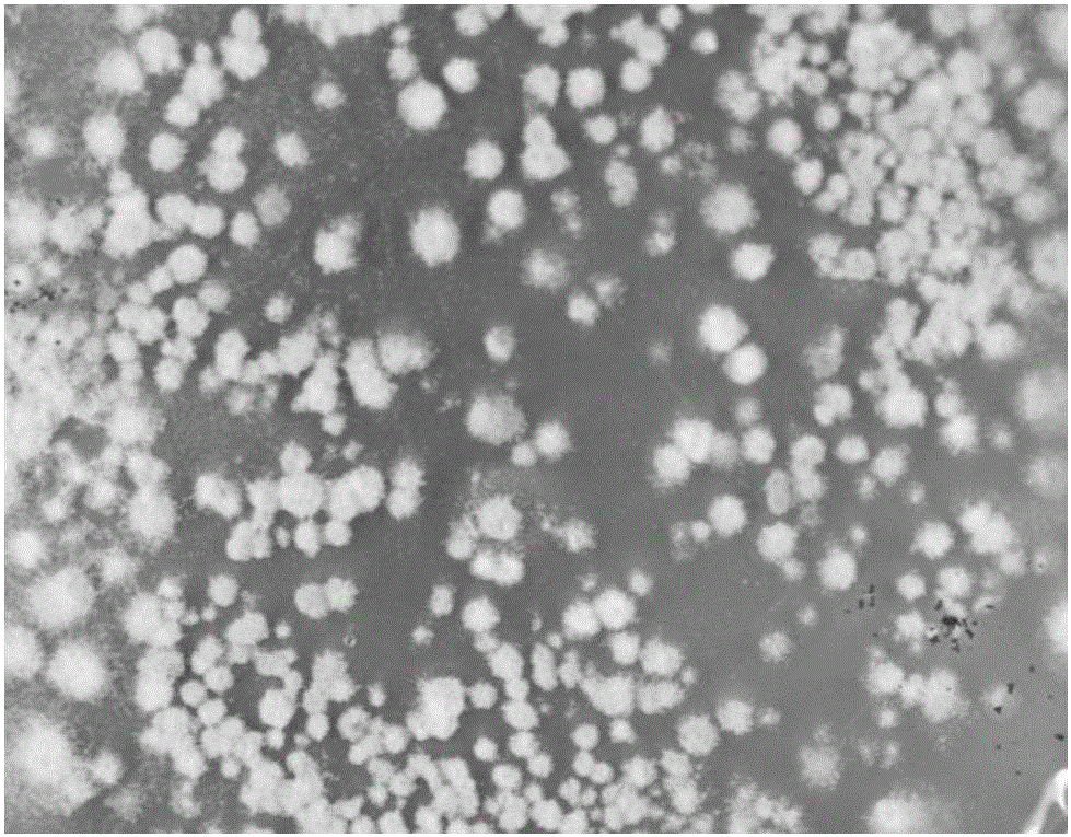 Culture method and application of isaria microsclerotia