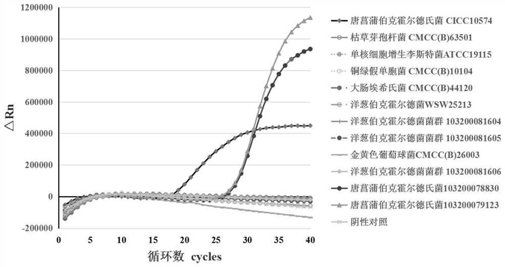 Method, fluorescent PCR primers and probe for detecting burkholderia gladioli and bongkrekic acid toxin-producing strain