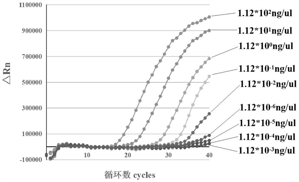 Method, fluorescent PCR primers and probe for detecting burkholderia gladioli and bongkrekic acid toxin-producing strain